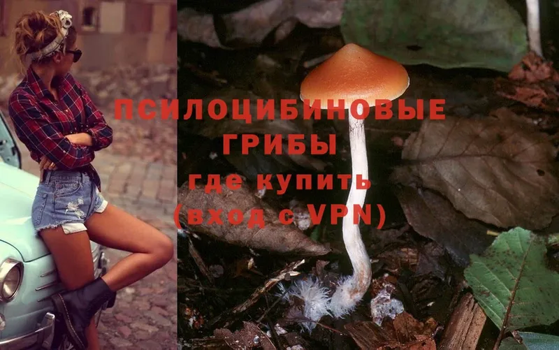 где найти   Краснотурьинск  Псилоцибиновые грибы Psilocybe 